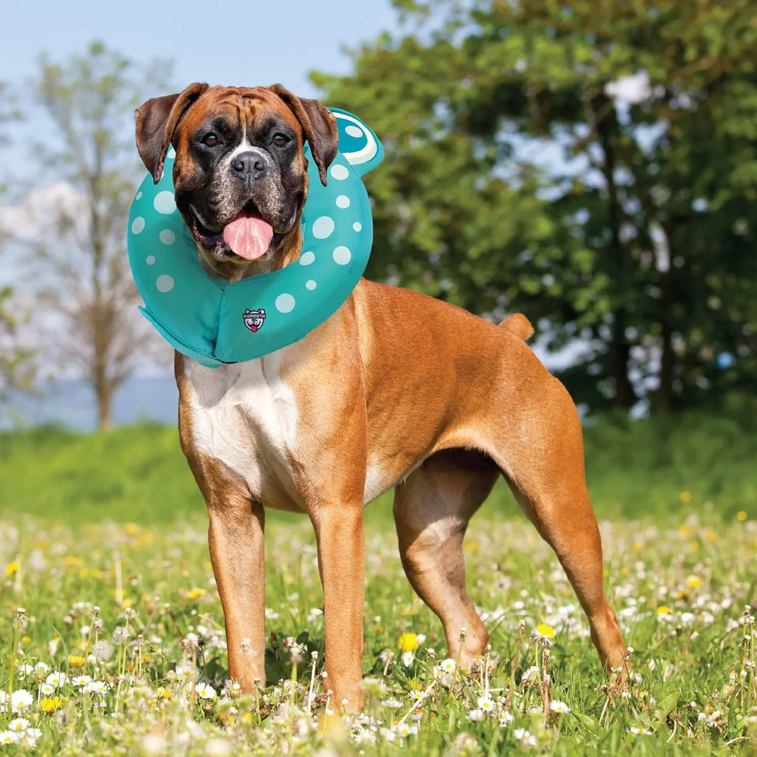 BigMouth Inc Frog Inflatable Recovery Collar, Comfortable Cone Replacement for Pet Surgery, Protective Collars to Prevent Licking & Biting, Size Large