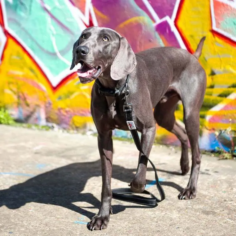 Black Reflective Dog Collar
