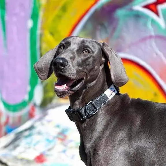 Black Reflective Dog Collar