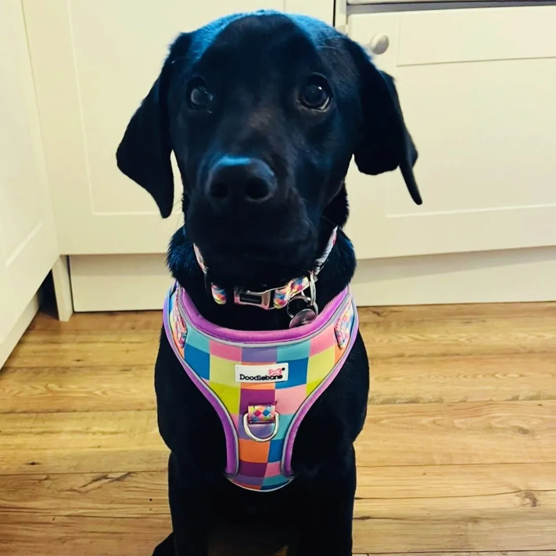 Doodlebone Adjustable Airmesh Dog Harness - Retro