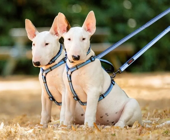 Halti Double Ended Dog Lead (2 colours)
