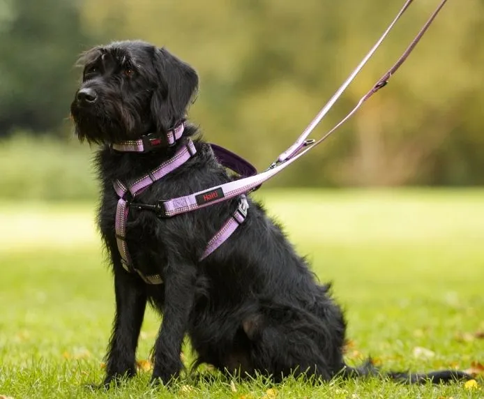 Halti Double Ended Dog Lead (2 colours)
