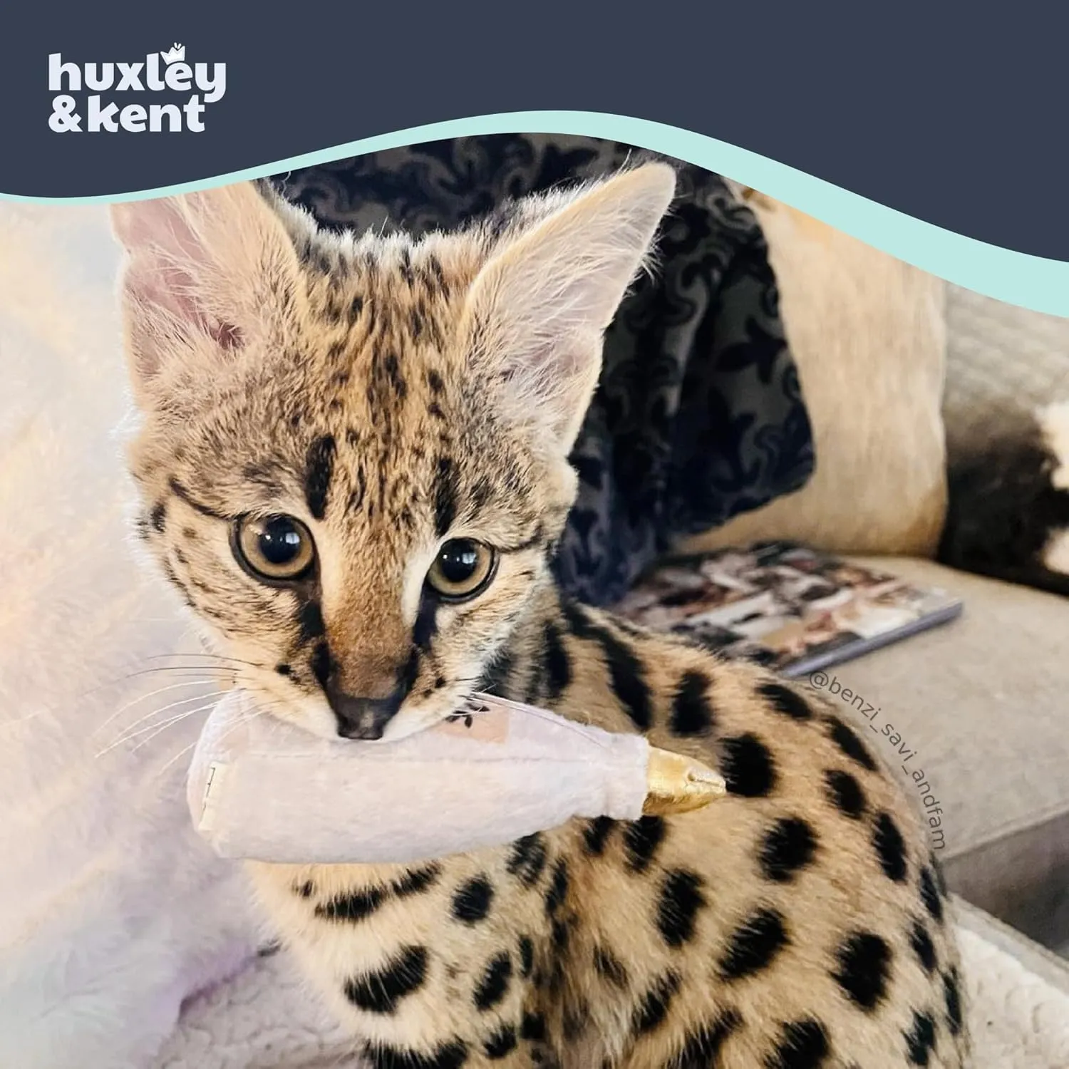 Huxley & Kent Plush Cat Toy - Toto's Pawdka - Nappy Hour Strong Catnip Filled - Plush Interactive Kitten and Cat Toy with Catnip and Crinkle - Kittybelles