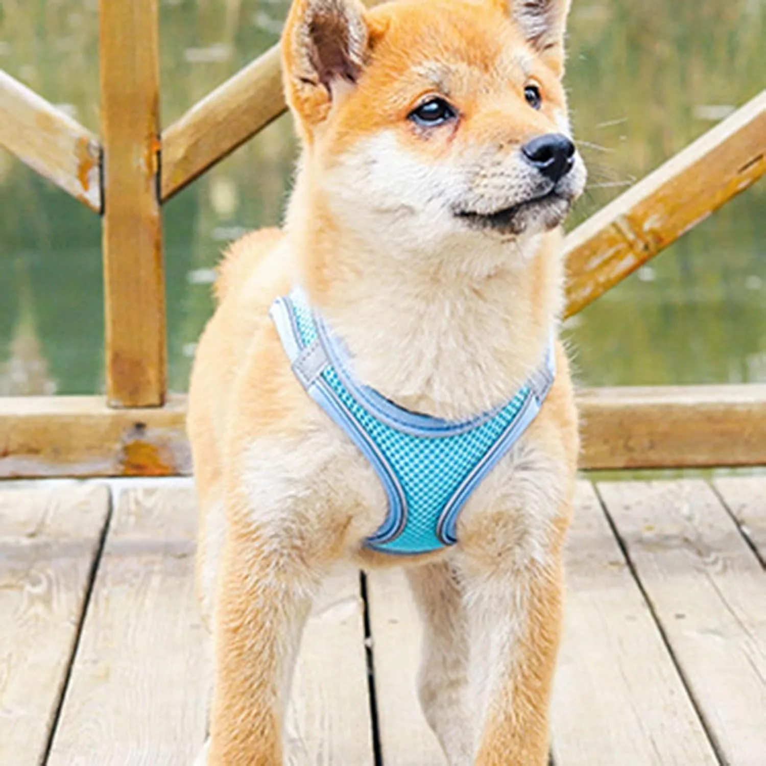 No Pull Dog Harness & Leash Set - Step in Adjustable Padded Vest, Soft Handle Leash for Small Medium Dogs All Weather