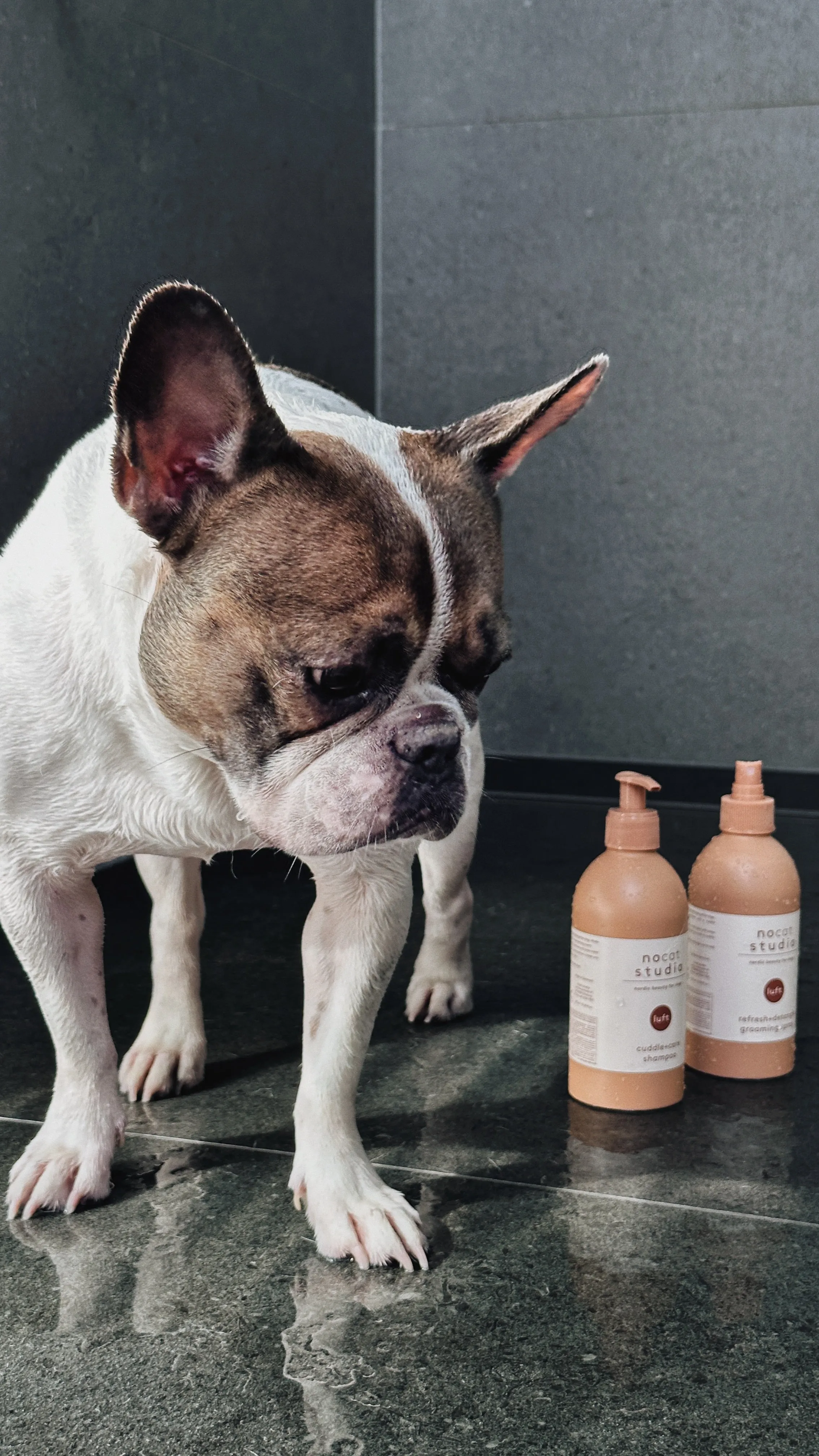 nocat studio cuddle care dog and cat Shampoo, LUFT