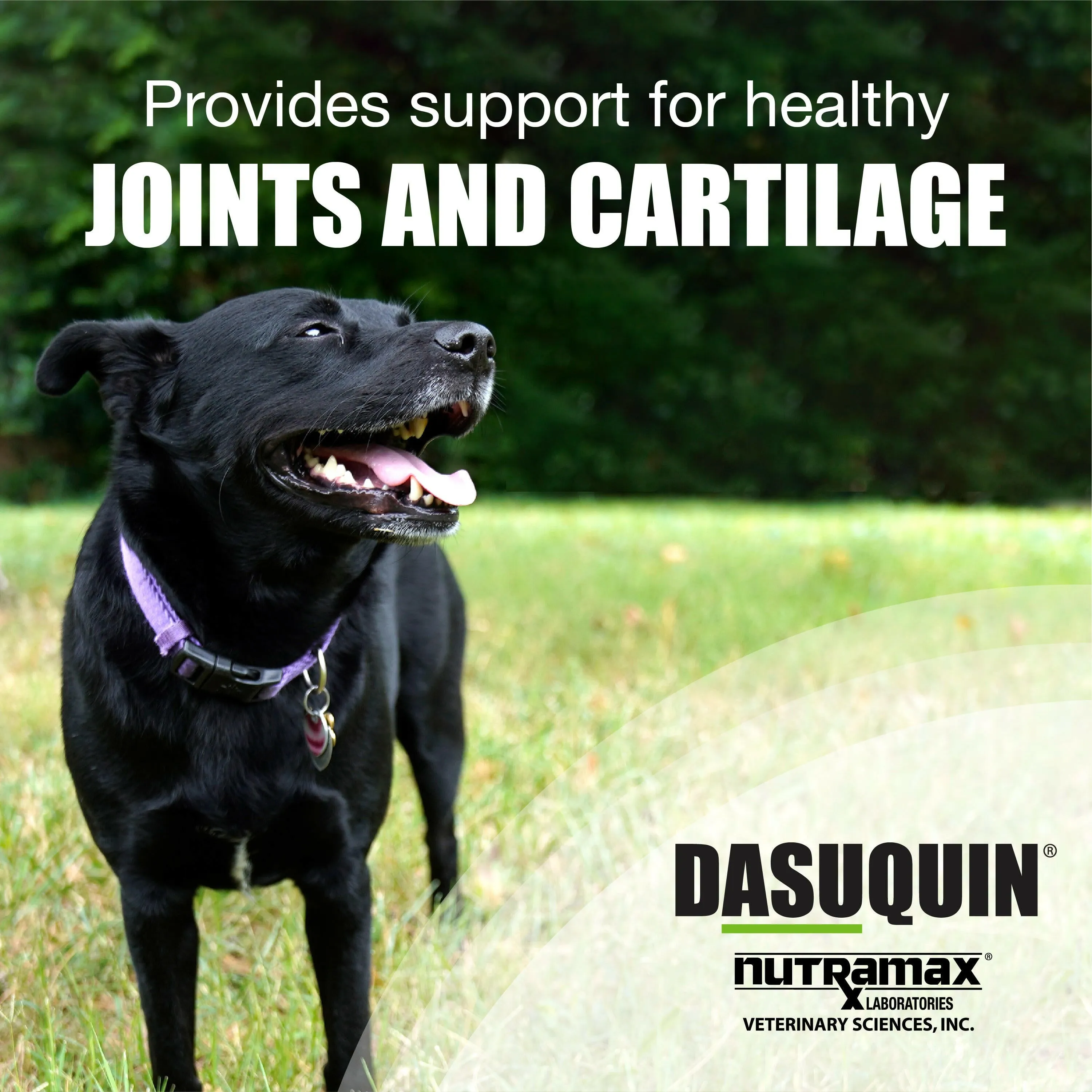 Nutramax Dasuquin Joint Health Supplement for Large Dogs - With Glucosamine, Chondroitin, ASU, Boswellia Serrata Extract, and Green Tea Extract, Soft Chews