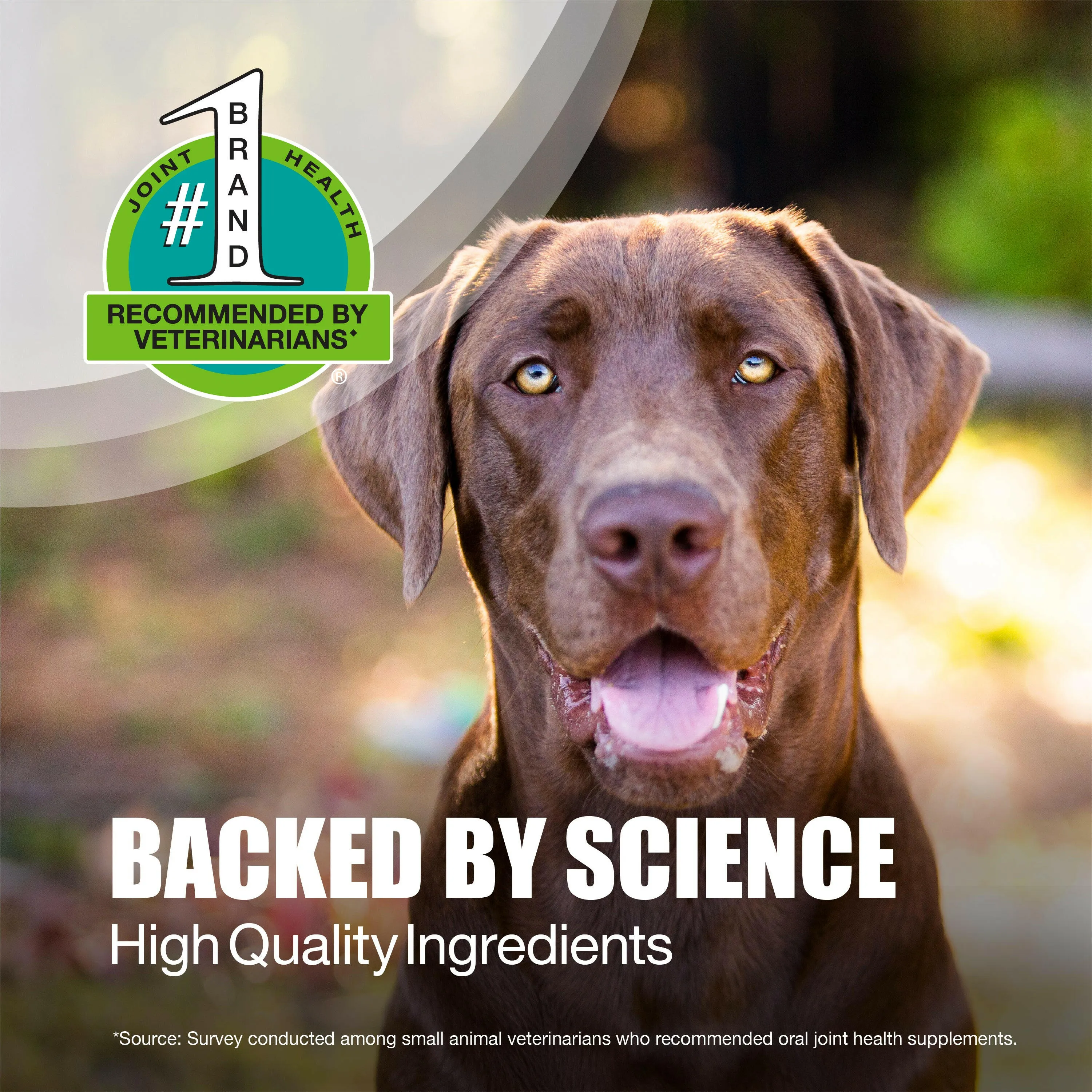 Nutramax Dasuquin Joint Health Supplement for Large Dogs - With Glucosamine, Chondroitin, ASU, Boswellia Serrata Extract, and Green Tea Extract, Soft Chews