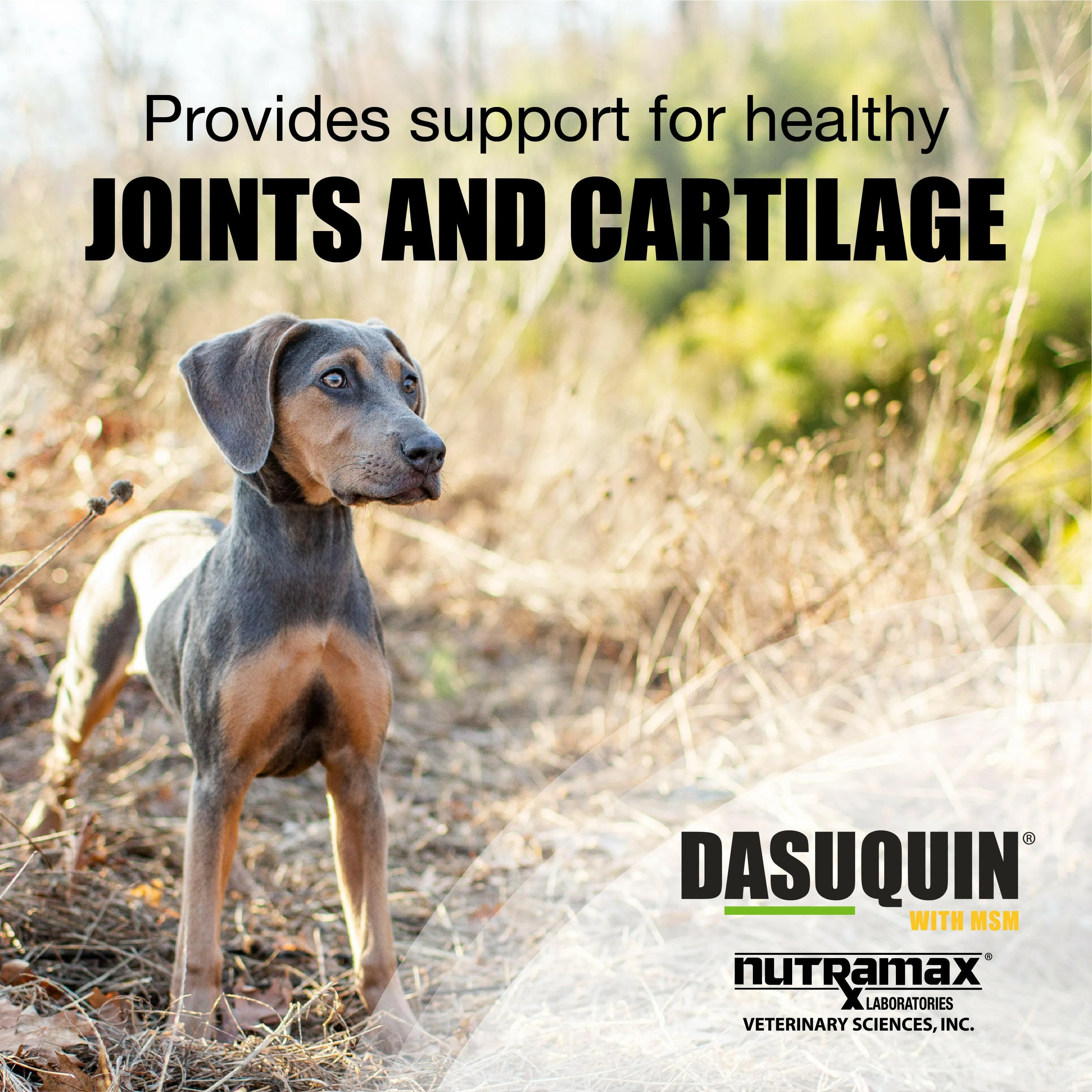 Nutramax Dasuquin Joint Health Supplement for Small to Medium Dogs - With Glucosamine, Chondroitin, ASU, MSM, Boswellia Serrata Extract, Green Tea Extract, Chewable Tablets