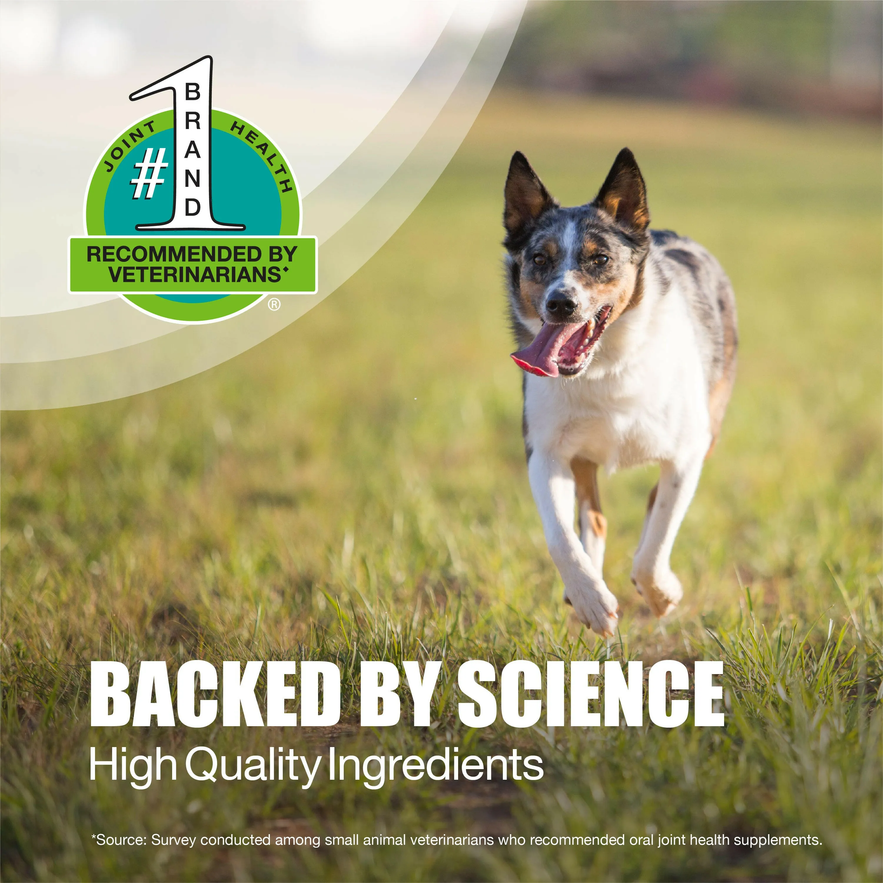 Nutramax Dasuquin Joint Health Supplement for Small to Medium Dogs - With Glucosamine, Chondroitin, ASU, MSM, Boswellia Serrata Extract, Green Tea Extract, Chewable Tablets