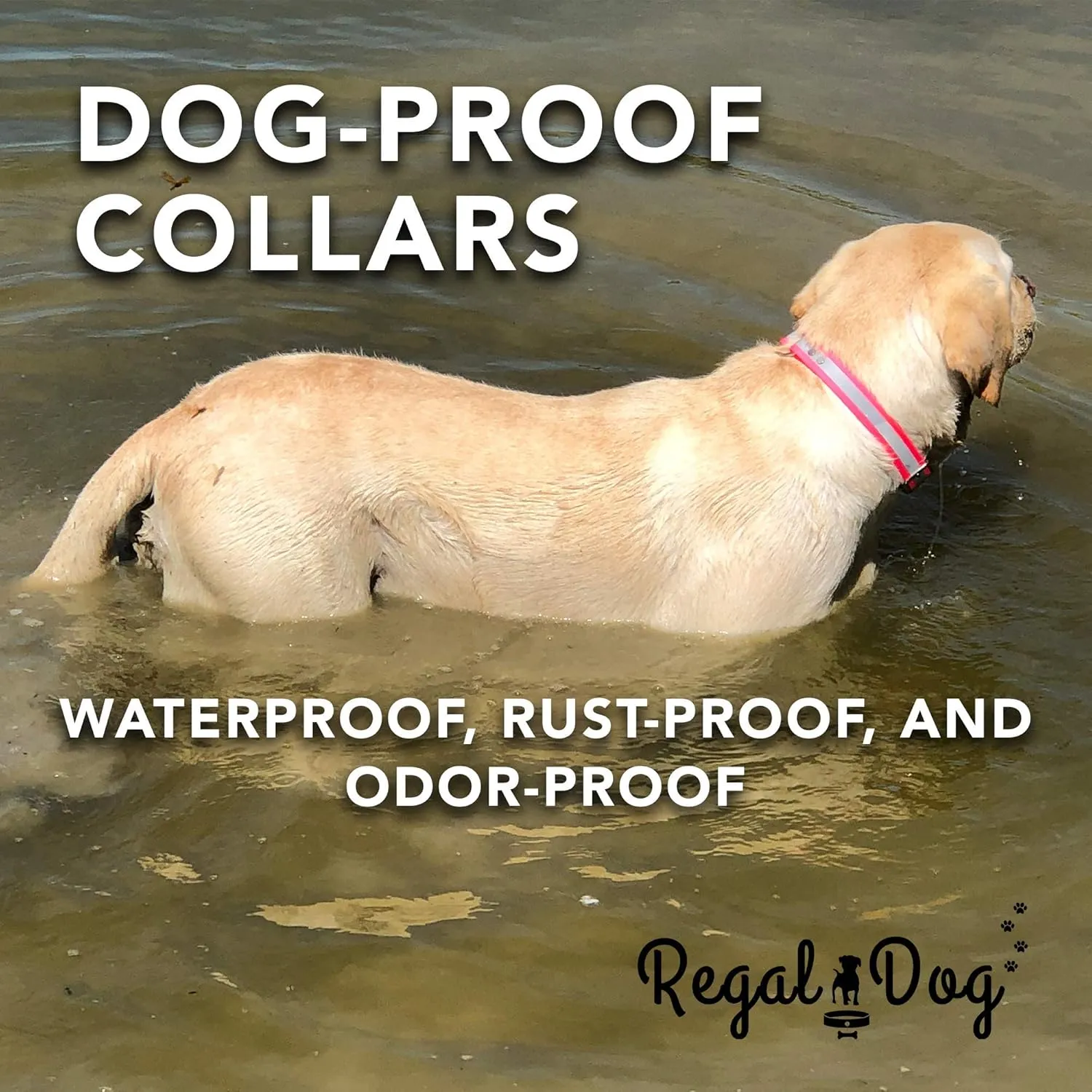 Regal Dog Products Medium Blue Heavy Duty Reflective Dog Collar with Durable Metal Buckle and D Ring Adjustable, Chew Proof & Waterproof Strong Small Dog Collar | Other Sizes for Medium & Large Dogs
